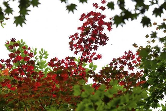 吉林遊記 紅石國家森林風景區的紅楓林