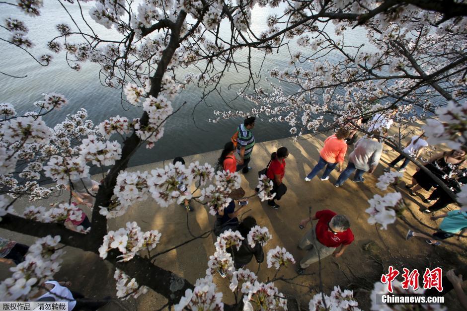 美国华盛顿樱花盛开 游客流连享受春光