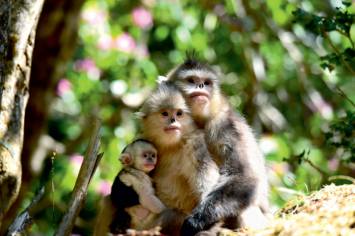 Monyet Emas Yunnan_fororder_m1