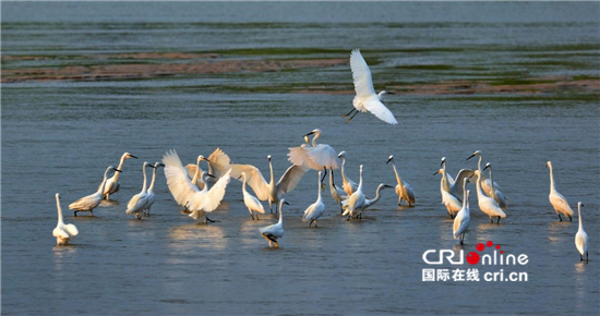 守护共同的家园——潜水河：让河水清回来、鸟儿飞回来、鱼儿游回来_fororder_图2：潜水河上白鹭齐飞