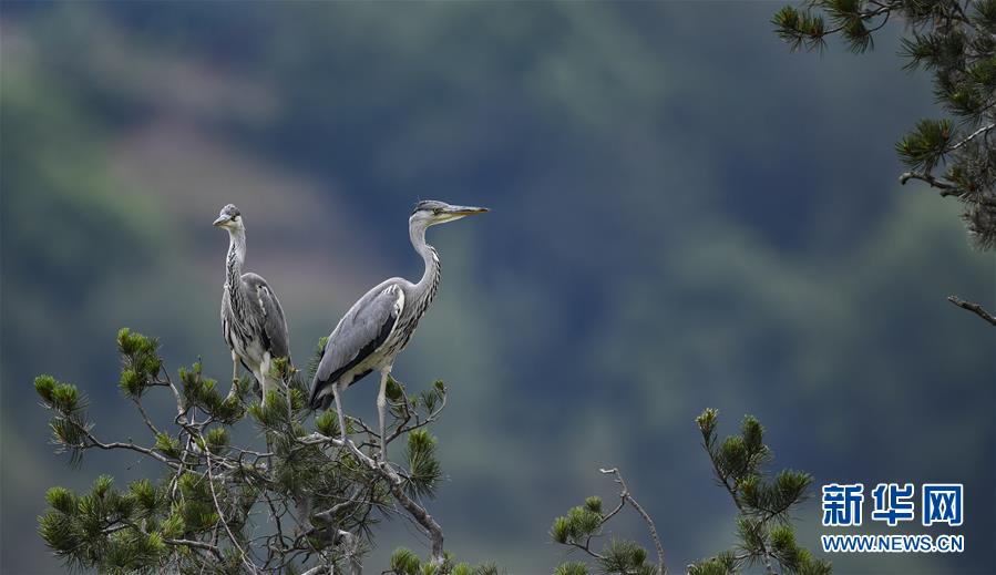 陕西洛南：周湾苍鹭千姿百态