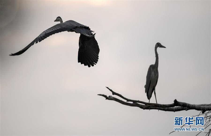 陕西洛南：周湾苍鹭千姿百态
