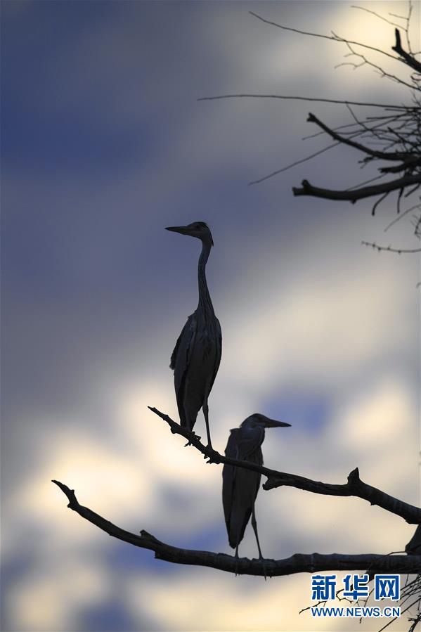 陕西洛南：周湾苍鹭千姿百态