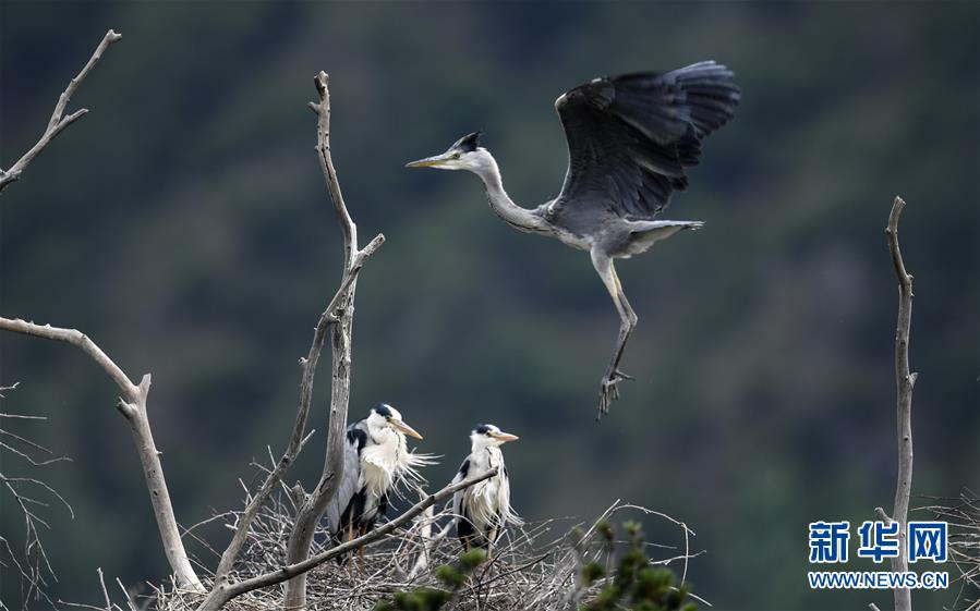 陕西洛南：周湾苍鹭千姿百态