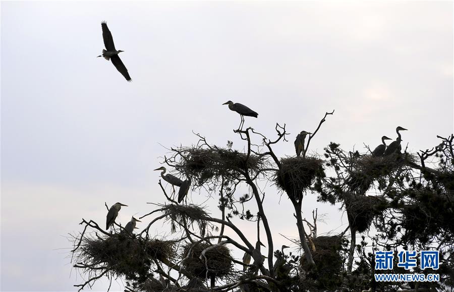 陕西洛南：周湾苍鹭千姿百态