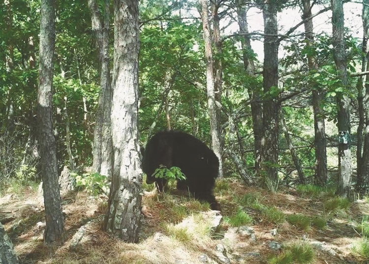 东北虎豹国家公园入选“国家队” 黑龙江省境内总面积4469平方公里