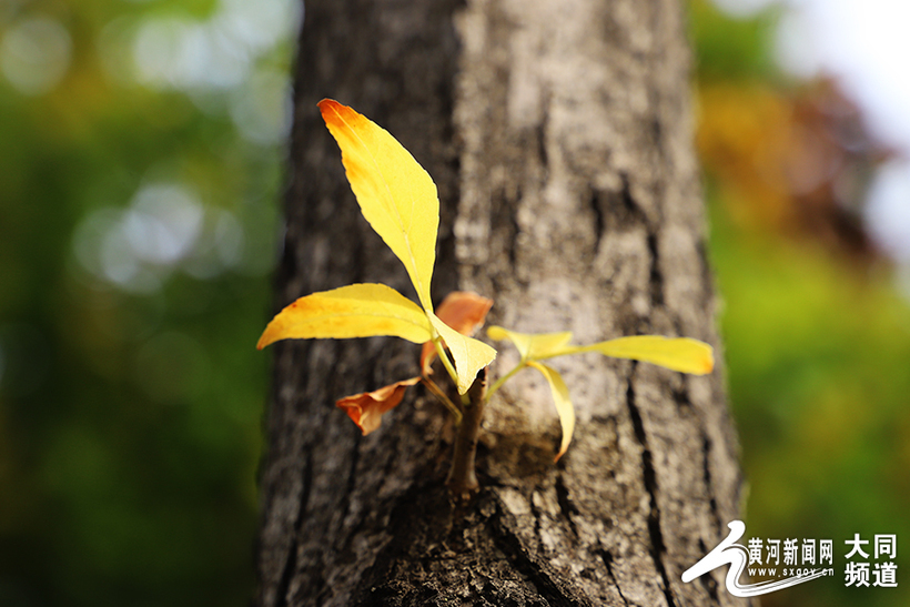 大同：一叶知秋秋意浓 一夜凉寒一夜秋_fororder_15