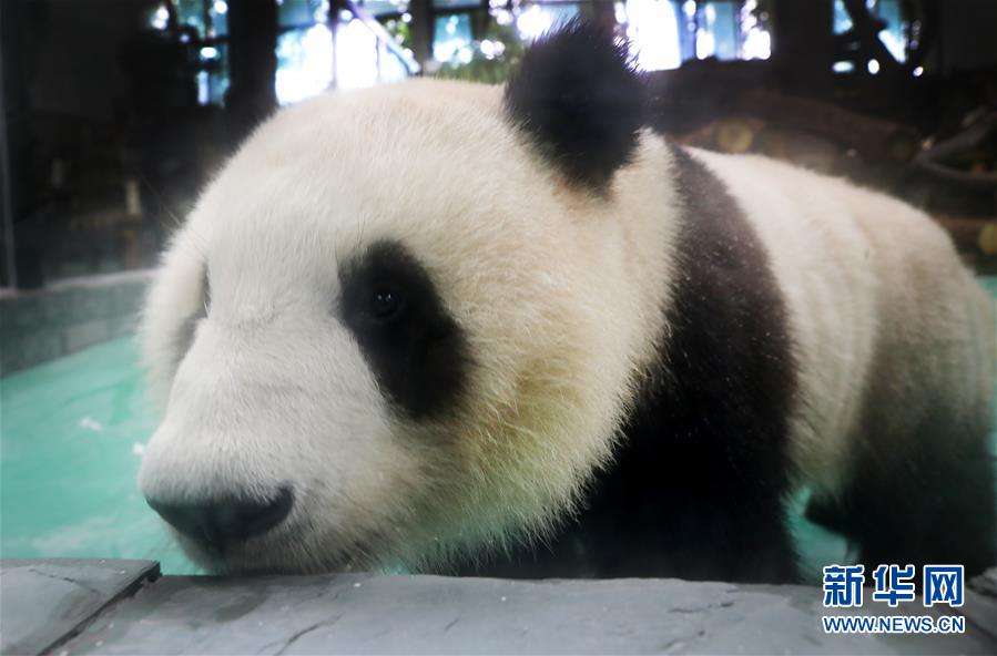 大熊貓“風光兄弟”光臨上海