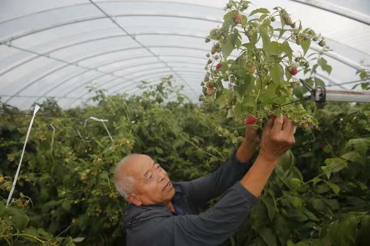 尚志树莓迎来好年景 卖出历史最高价