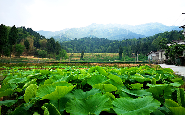 广元市利州区持续巩固脱贫攻坚成果_fororder_“藕鱼”共生产业基地