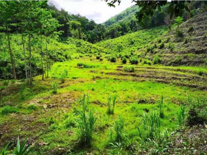 “伊利家园行动”启动 宣布开展亚洲象五年保护计划