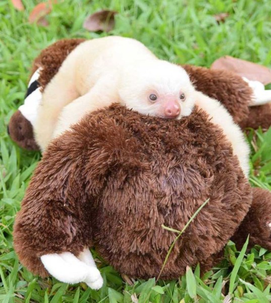哥斯達黎加小樹懶認玩具熊當“媽媽”