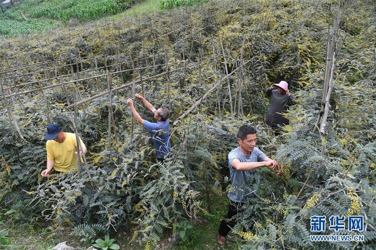 广西环江：中草药种植助增收