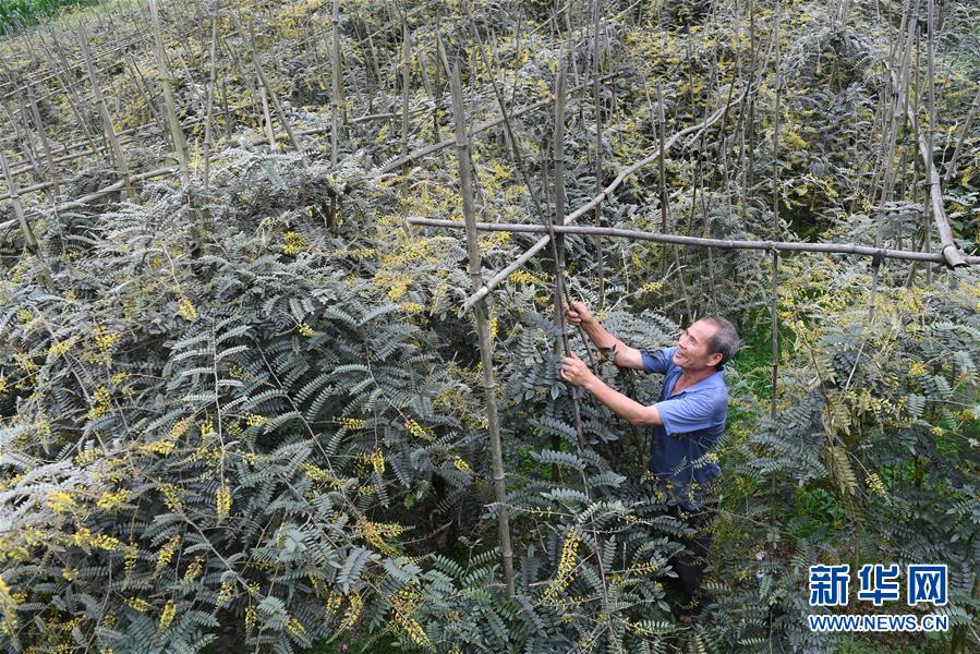 广西环江：中草药种植助增收