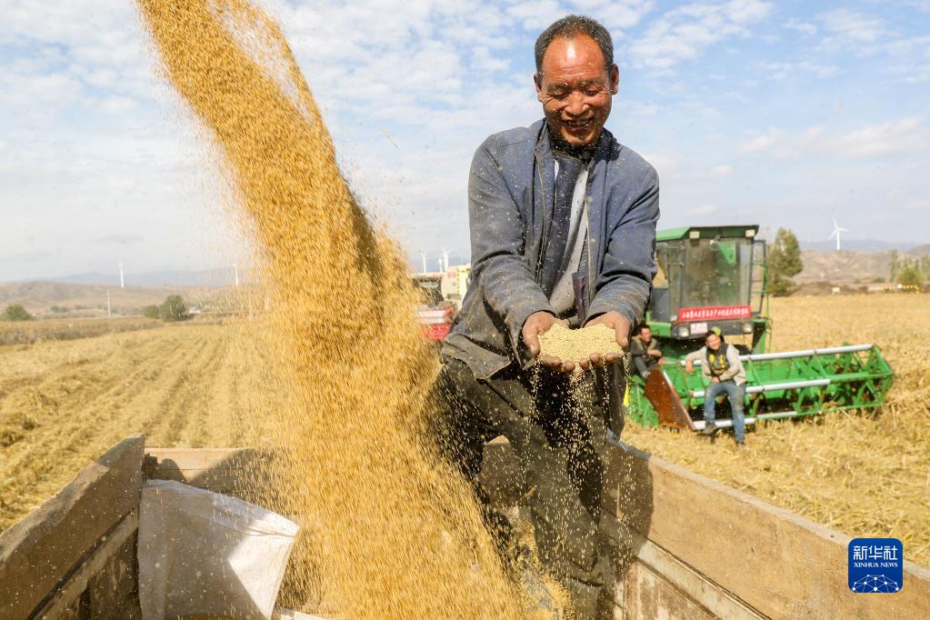 山西：雨后抢收忙_fororder_1