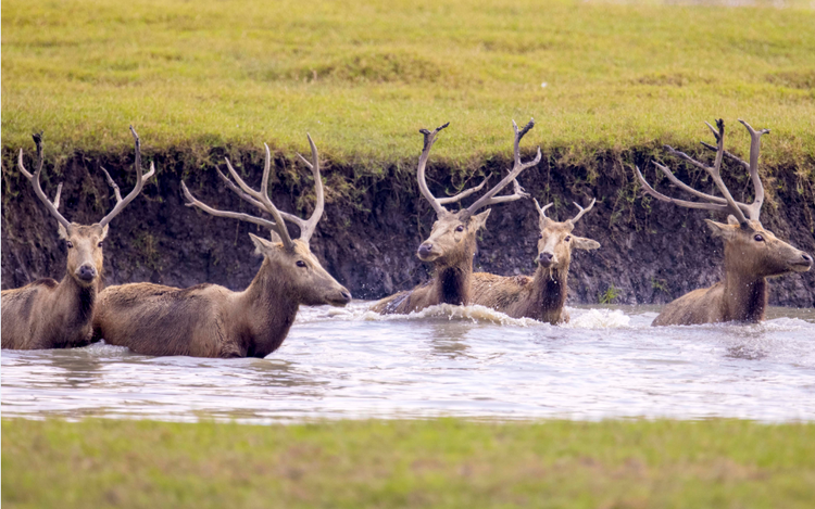溱湖國家濕地公園：麋鹿精靈展自然和諧共生之美