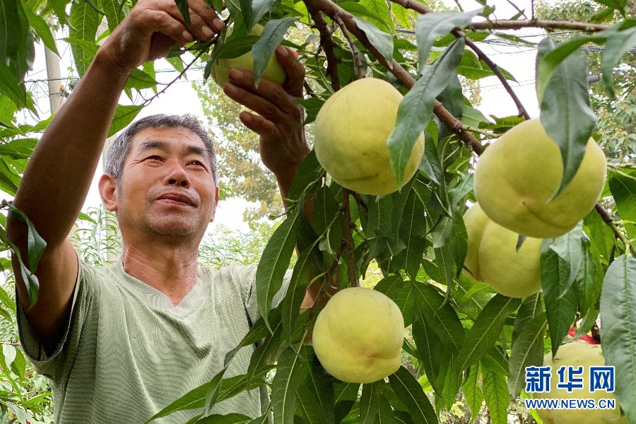 保定望都：瓜果喜豐收 果農笑開顏