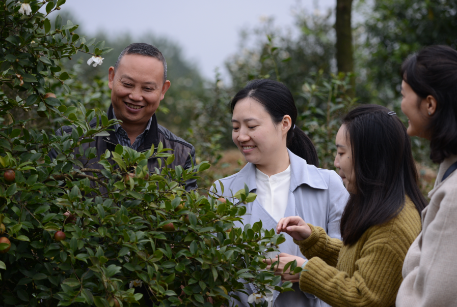 （转载）自贡荣县17万亩油茶预计收获鲜果4万吨