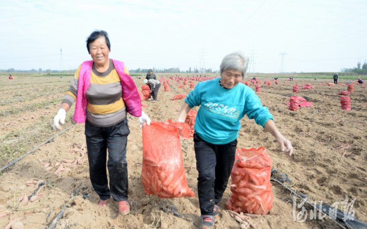 河北廣宗：紅薯豐收