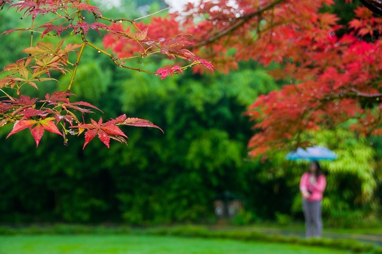 揚州：清風吹紅葉 古城秋意濃