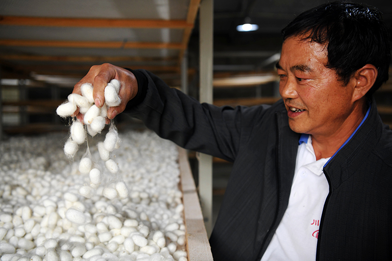 广元朝天区：“破茧成蝶” 蚕桑产业铺就乡村振兴“新丝路”_fororder_蚕茧喜获丰收。刘旭-摄