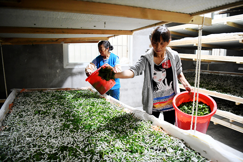 广元朝天区：“破茧成蝶” 蚕桑产业铺就乡村振兴“新丝路”_fororder_喂蚕。刘旭-摄