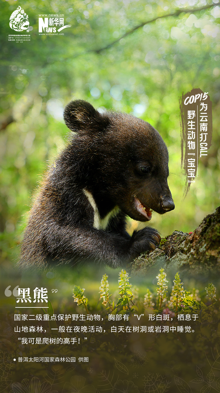 COP15|高萌！云南野生动物“宝宝”集体亮相