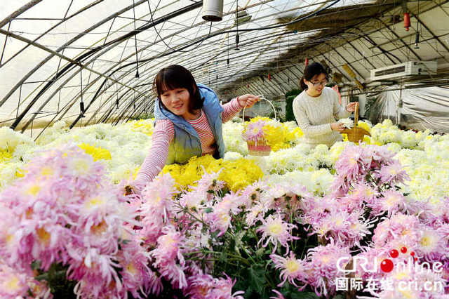 第九屆平谷西柏店菊花美食節開幕