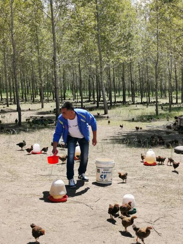 【黑龙江】【供稿】绥化市明水县：草原养殖溜达鸡放飞绿色希望