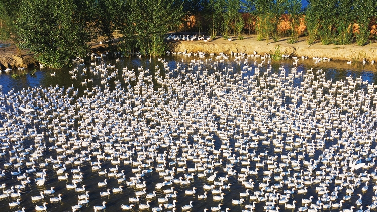 白城:豐收年裏慶豐收