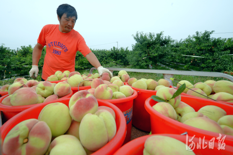 河北曲阳：丰收季 果农喜