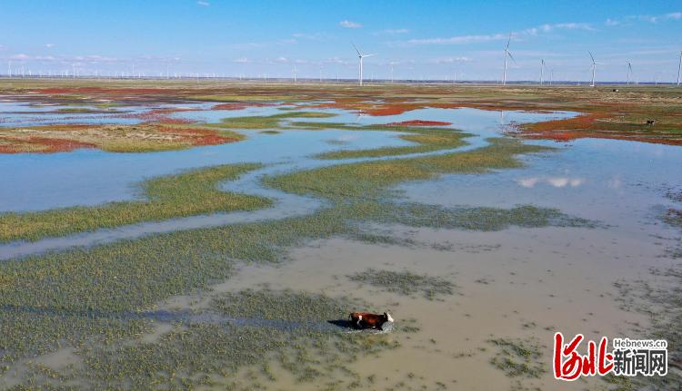 河北尚义：压减地下水开采 改善生态环境