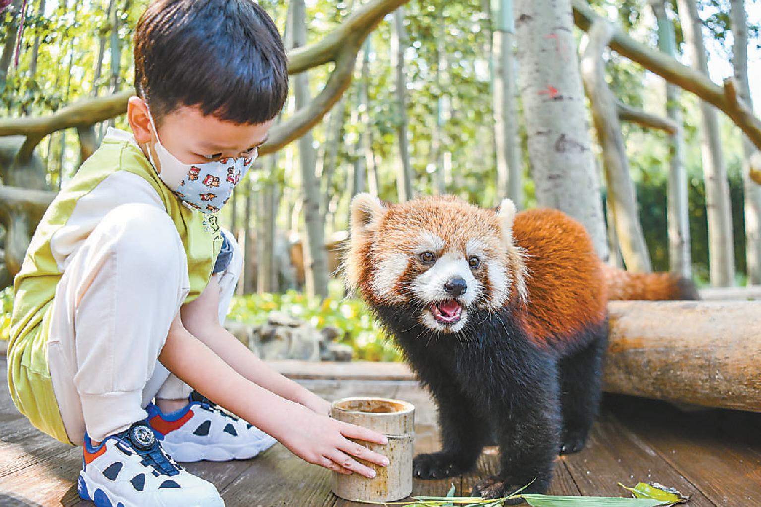 北京野生动物园东北虎和小熊猫展区开放