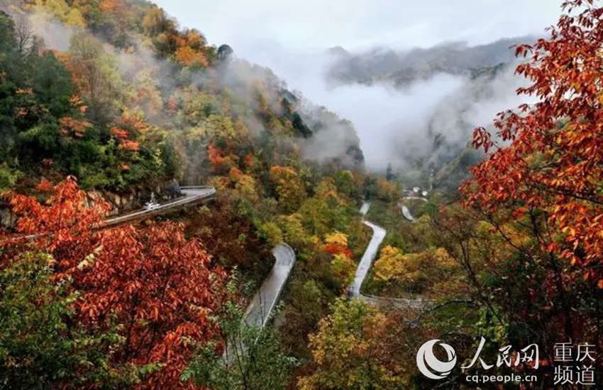 圖片默認標題_fororder_盤山公路楓葉環繞，宛如畫境。城口交通局供圖