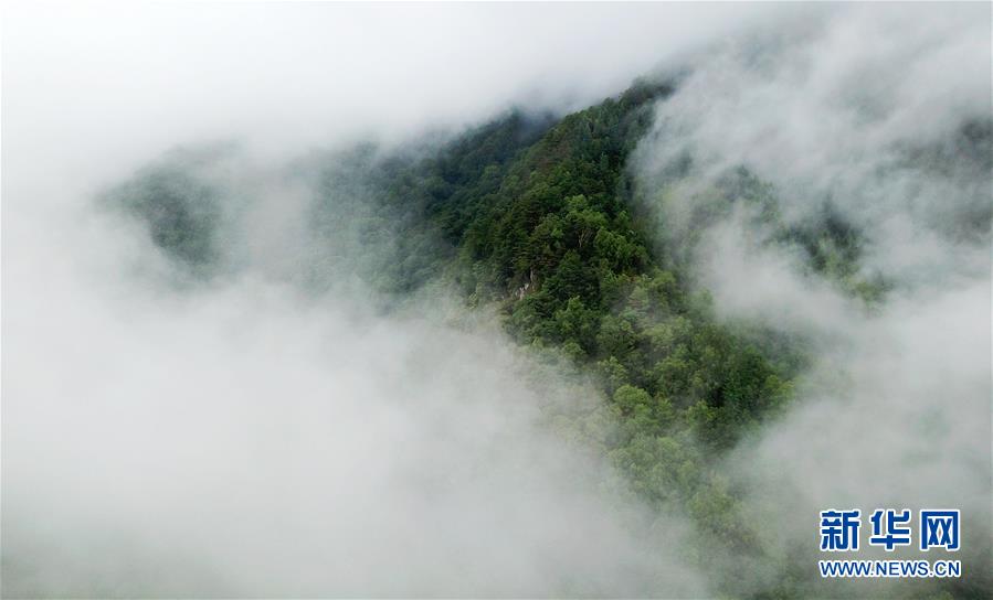 甘肃陇南：雾漫官鹅沟