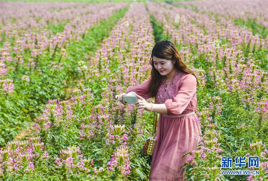河北衡水：醉蝶花开“醉”游人