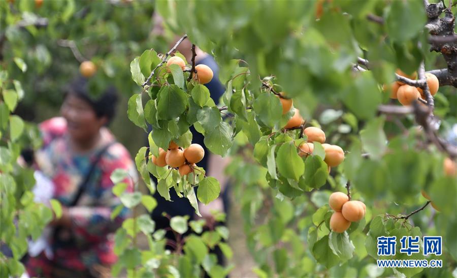 北京平谷：燕山深处红杏香甜