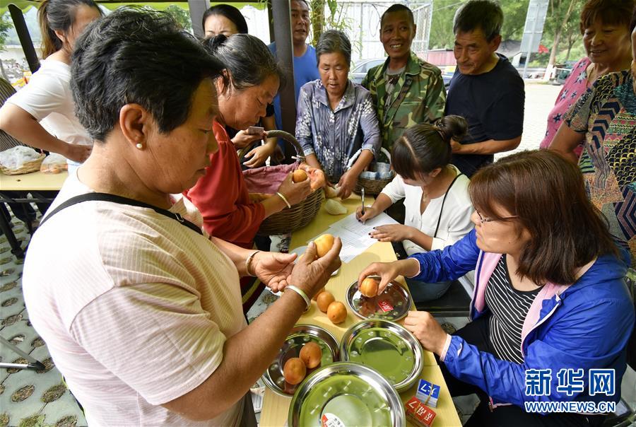 北京平谷：燕山深处红杏香甜