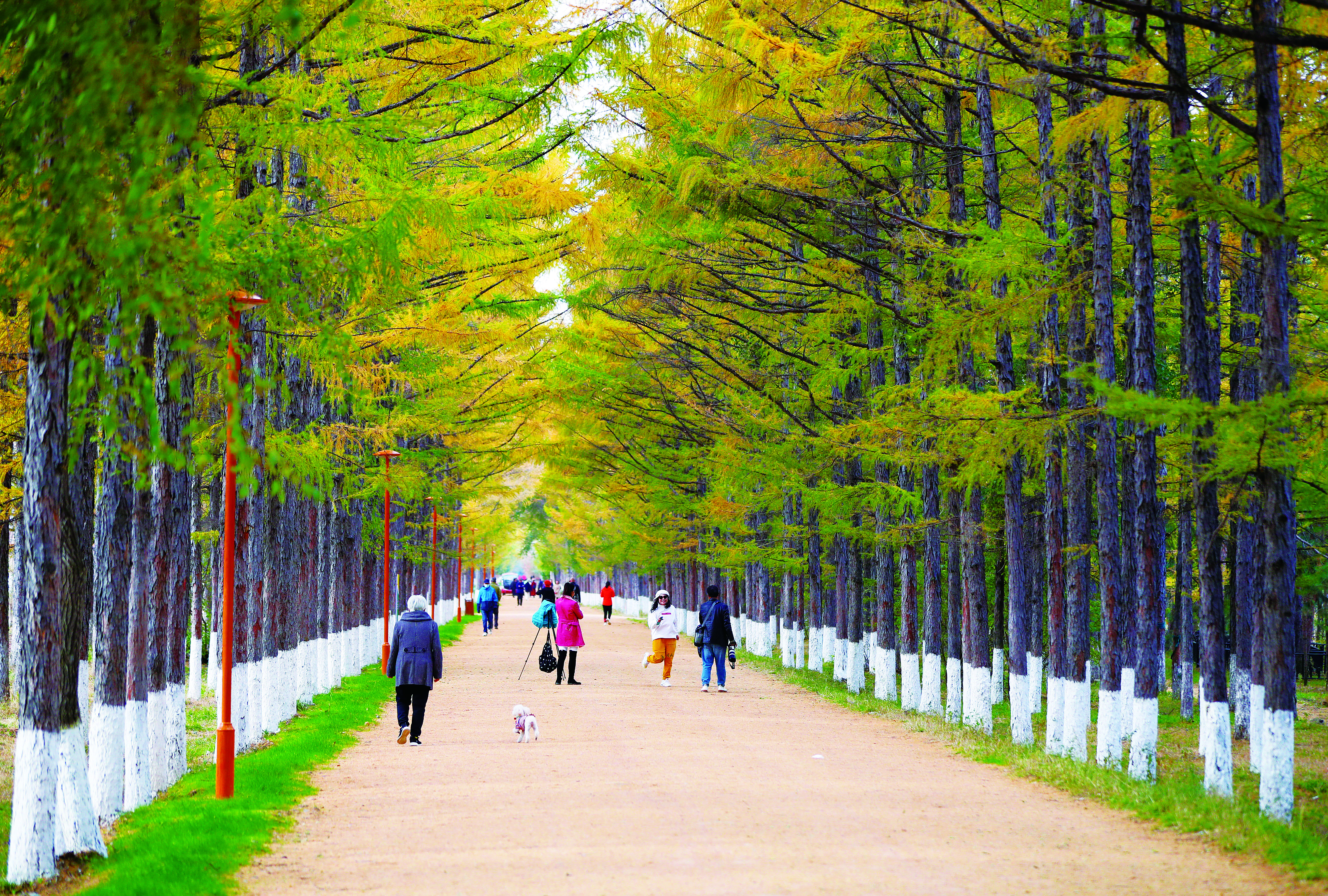 长春百木园“黄金大道” 成网红打卡地