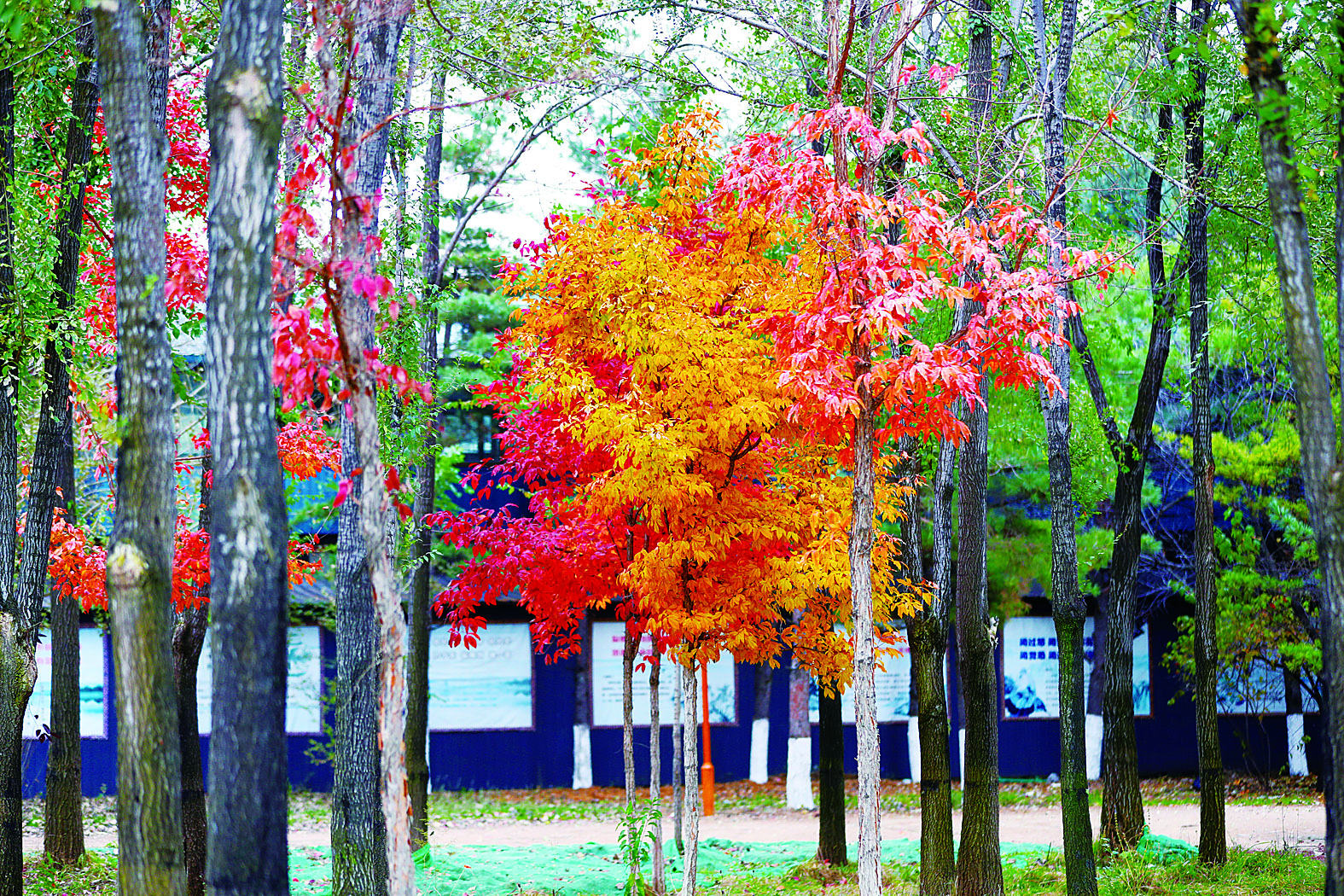 长春百木园“黄金大道” 成网红打卡地