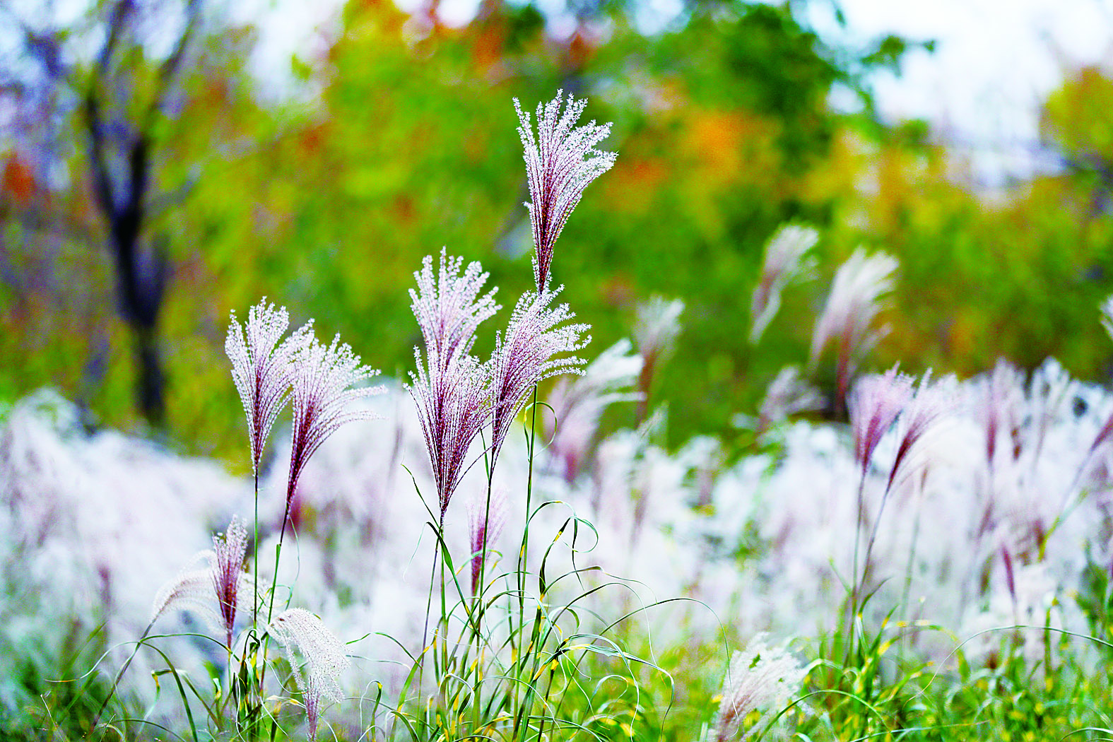 长春百木园“黄金大道” 成网红打卡地