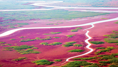 山东加大黄河三角洲保护力度——护大河之洲 引百鸟来栖(大江大河