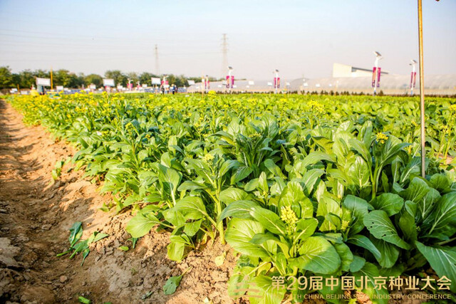 有特色、有效能！丰台区世界种子大会 品种展示基地迎来种业盛会_fororder_4_副本