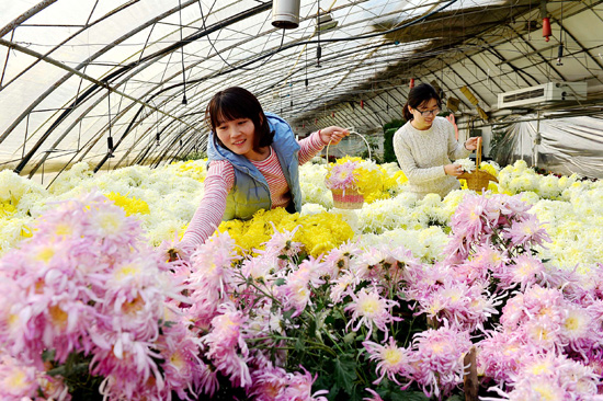 平谷西柏店菊花美食节开幕 探索食用菊花网上营销方式