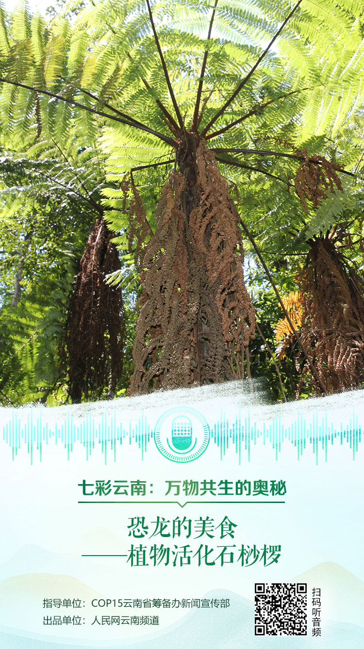 恐龙的美食——植物活化石桫椤