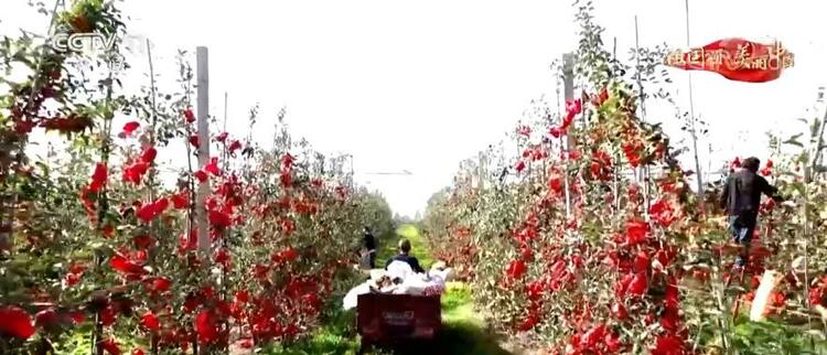 【祖国颂·美丽中国】陕西洛川：粉嫩苹果挂枝头 果农增收有盼头