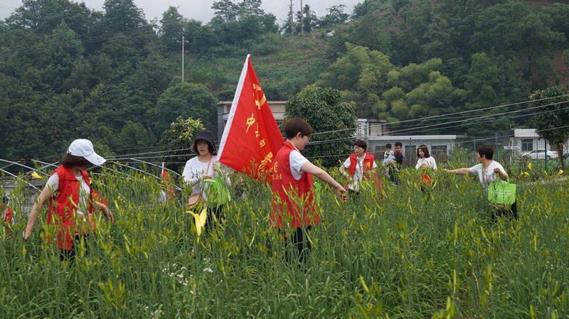 第二屆“黃花豐收節”在安康嵐皋開幕