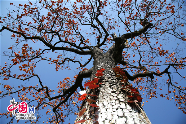广元牛头山3000余棵火晶柿子树成亮丽风景线 广元牛头山3000余棵火晶柿子树成亮丽风景线