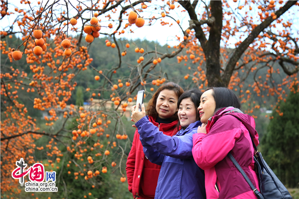 广元牛头山3000余棵火晶柿子树成亮丽风景线