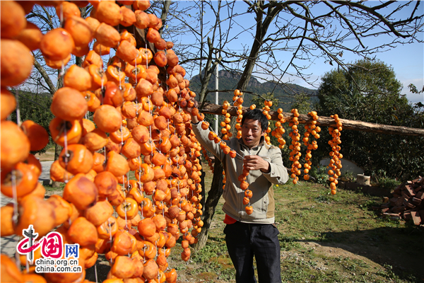 广元牛头山3000余棵火晶柿子树成亮丽风景线